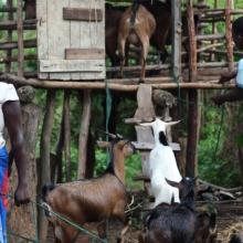 Family with their goats in Neno, Malawi