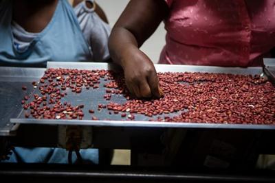 damaged peanuts along the production line