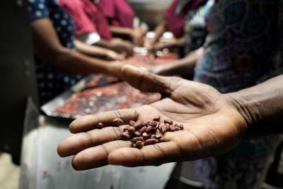 Workers sort peanuts at the Nourimanba Production Facility