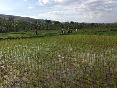 Parents in PIH’s rice-farming program working