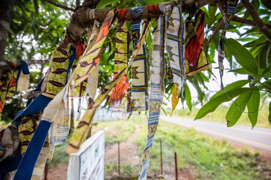 The survivor tree, outside of the old Maforki Ebola Treatment Unit, honours Ebola survivors.